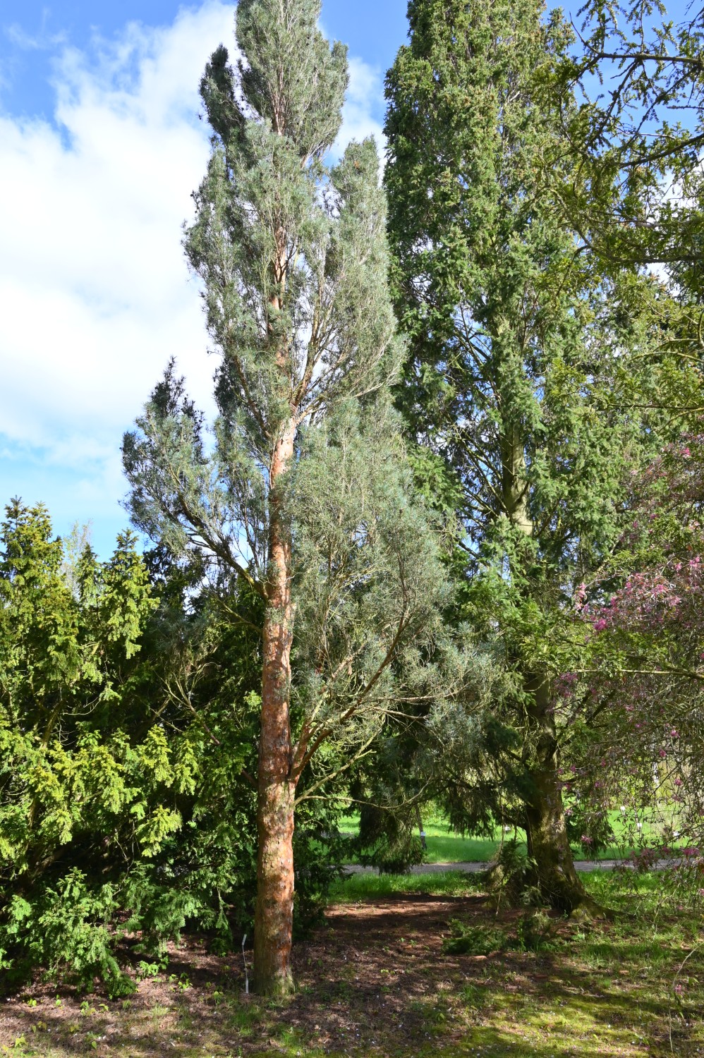 'Fastigiata' Pinus sylvestris