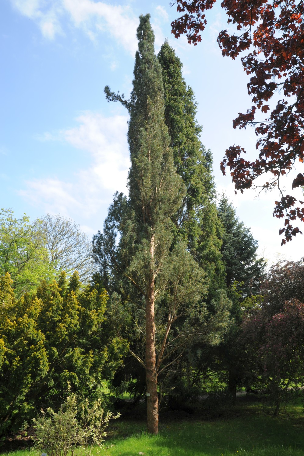 Pinus sylvestris 'Fastigiata' - Arboretum Greifswald - April 2024