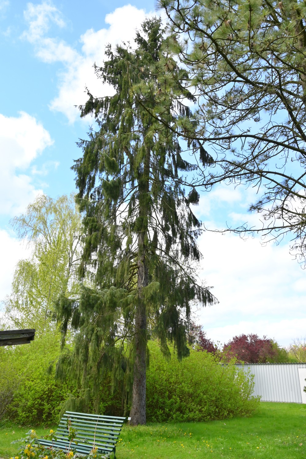 breweriana Picea