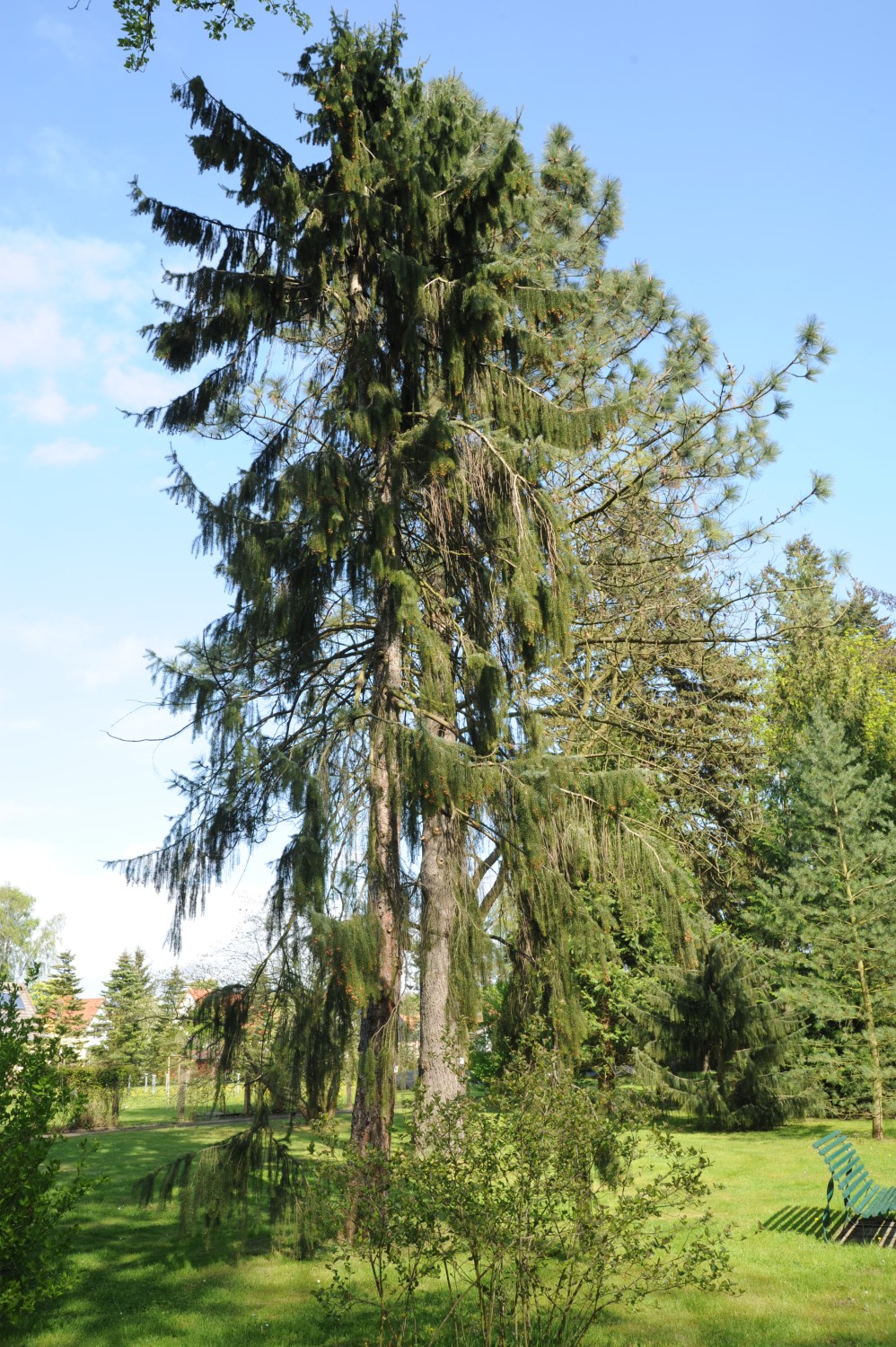 Picea breweriana - Arboretum Greifswald - Mai 2014