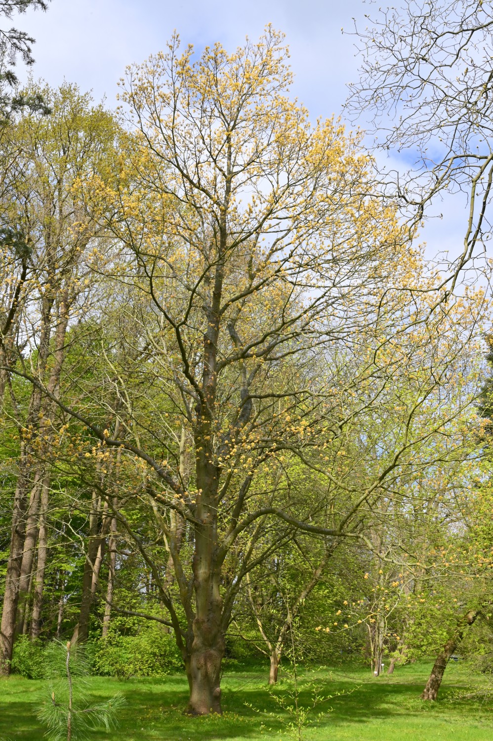 'Aurea' Quercus rubra