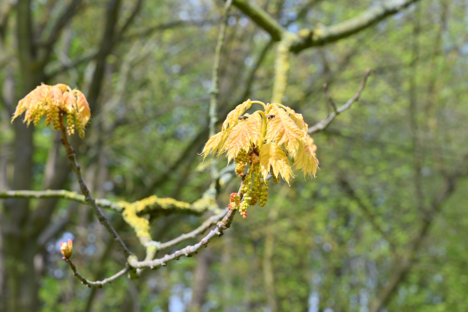 Quercus rubra 'Aurea' - Arboretum Greifswald - April 2024