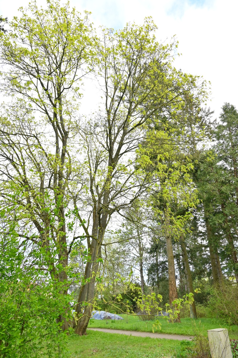 Acer macrophyllum