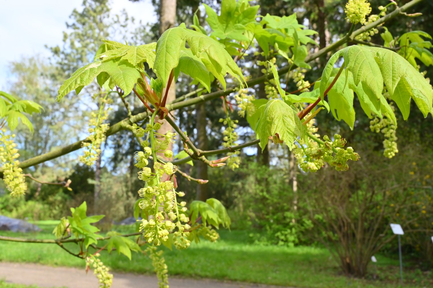 Oregon-Ahorn - Arboretum Greifswald - April 2024