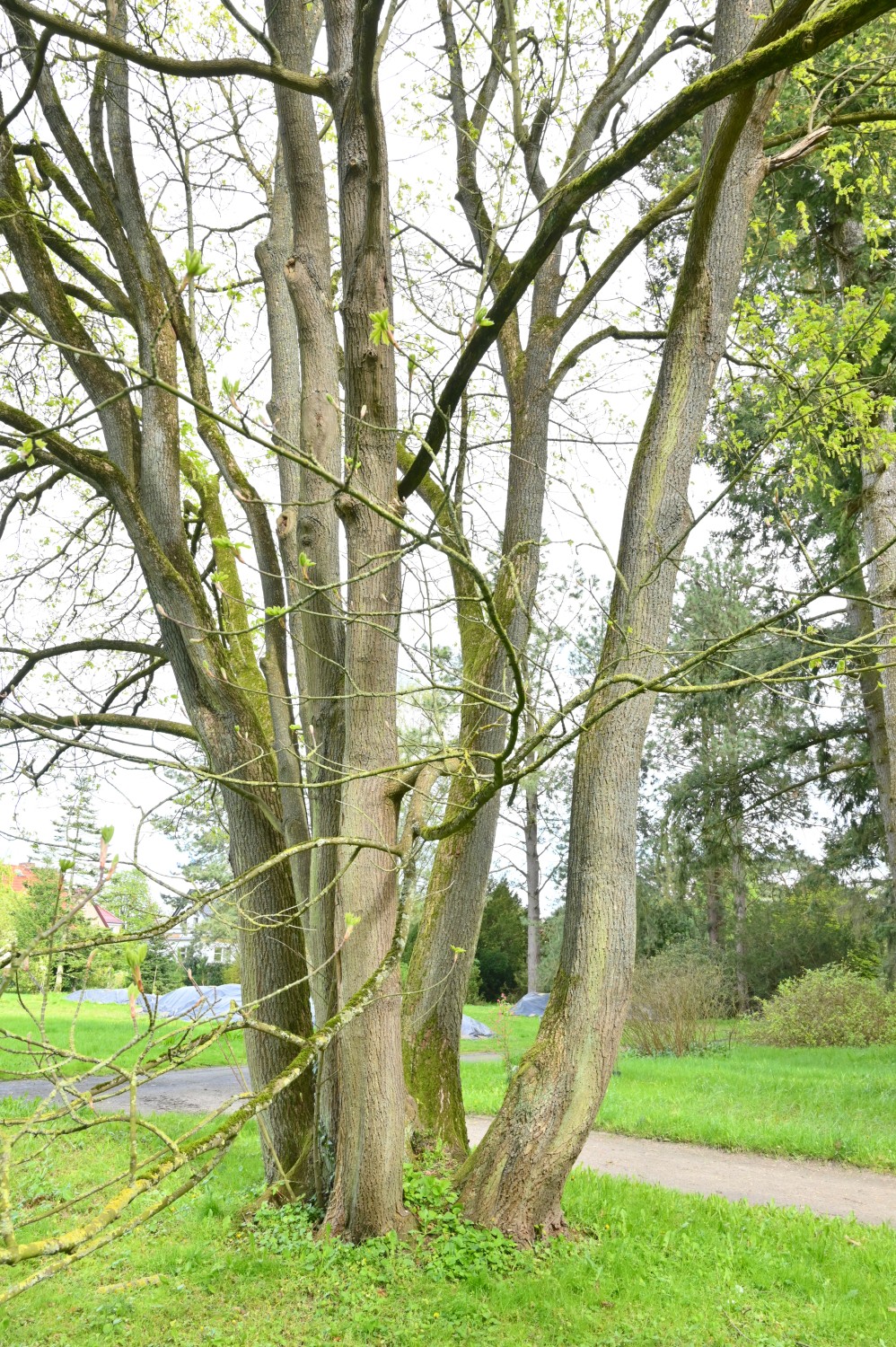 Oregon-Ahorn - Arboretum Greifswald - April 2024
