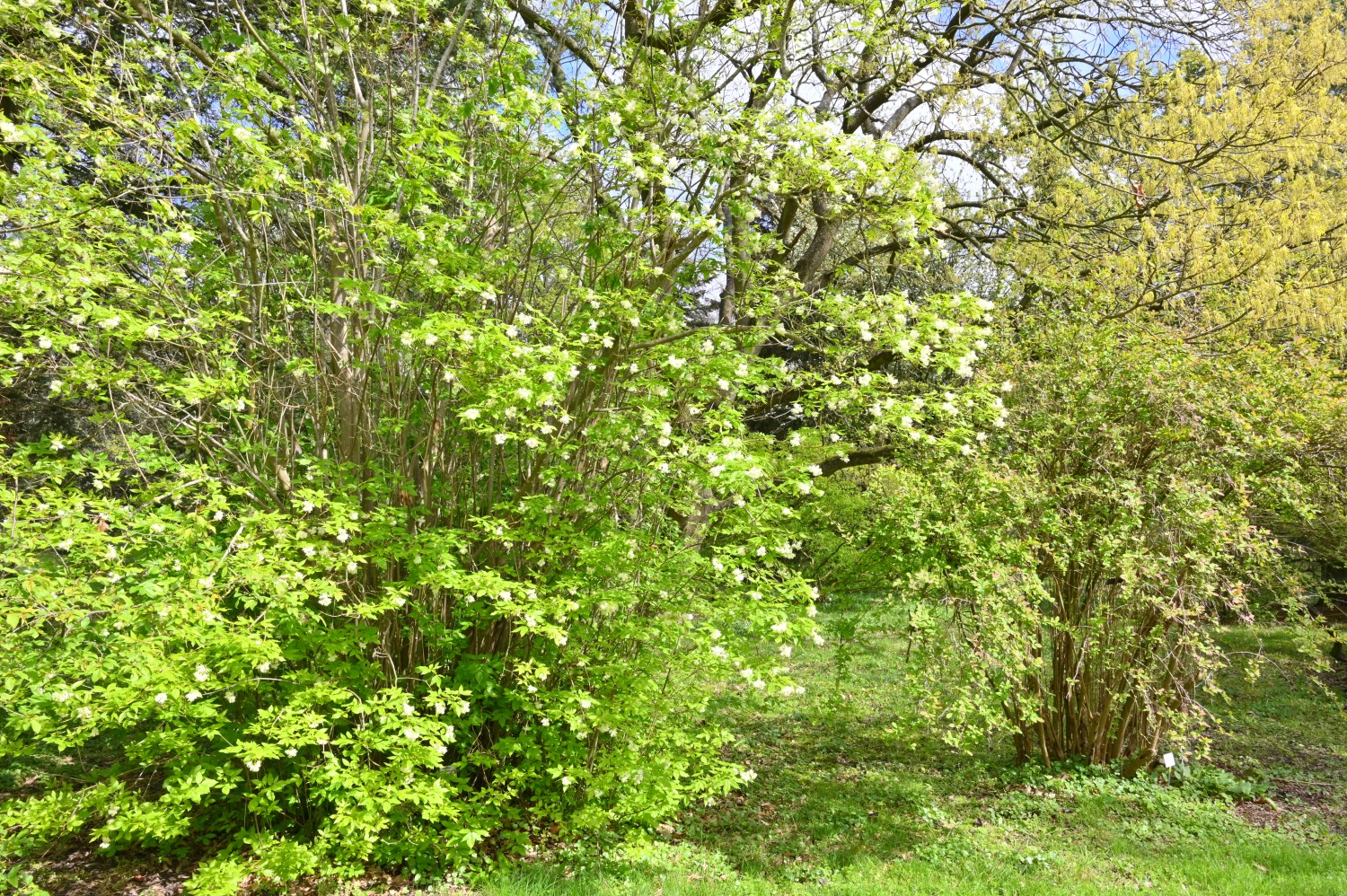 colchica Staphylea