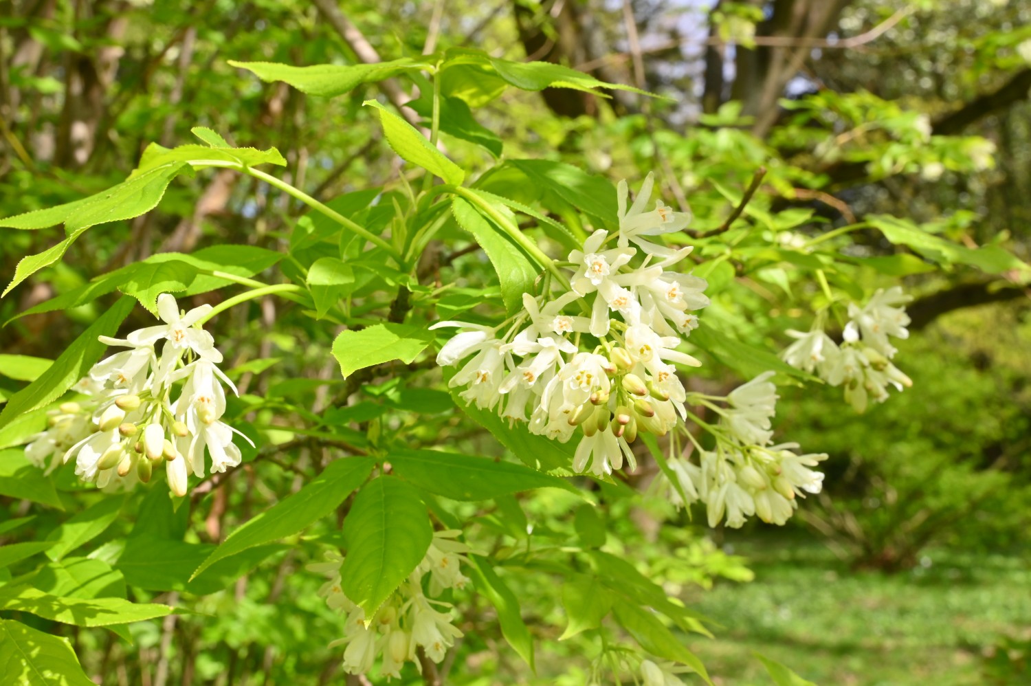 Staphylea colchica - Arboretum Greifswald - April 2024