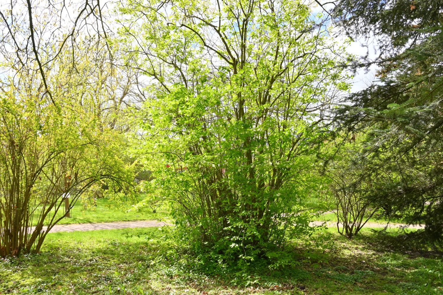 Staphylea colchica - Arboretum Greifswald - April 2024