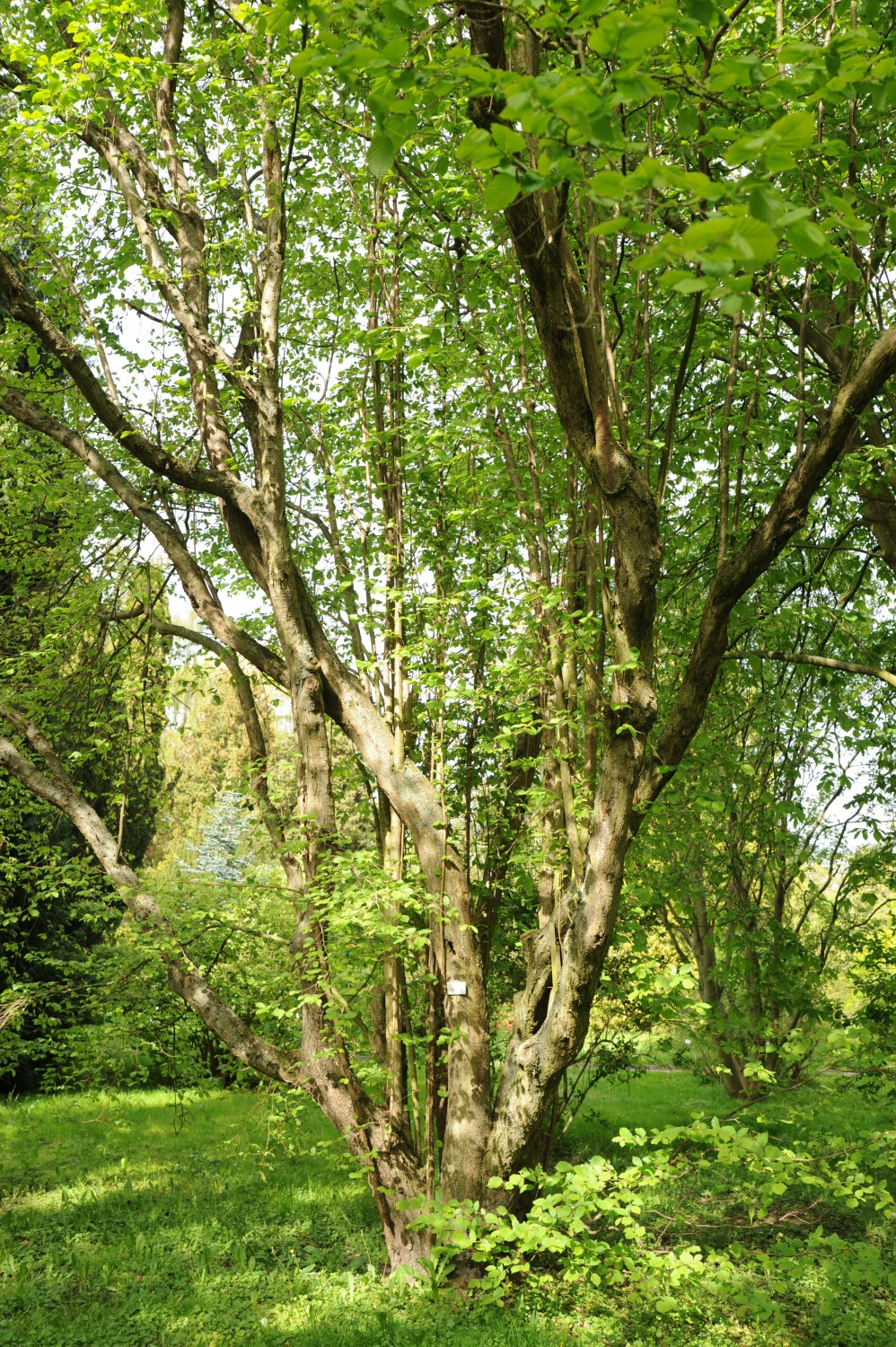 × colurnoides Corylus