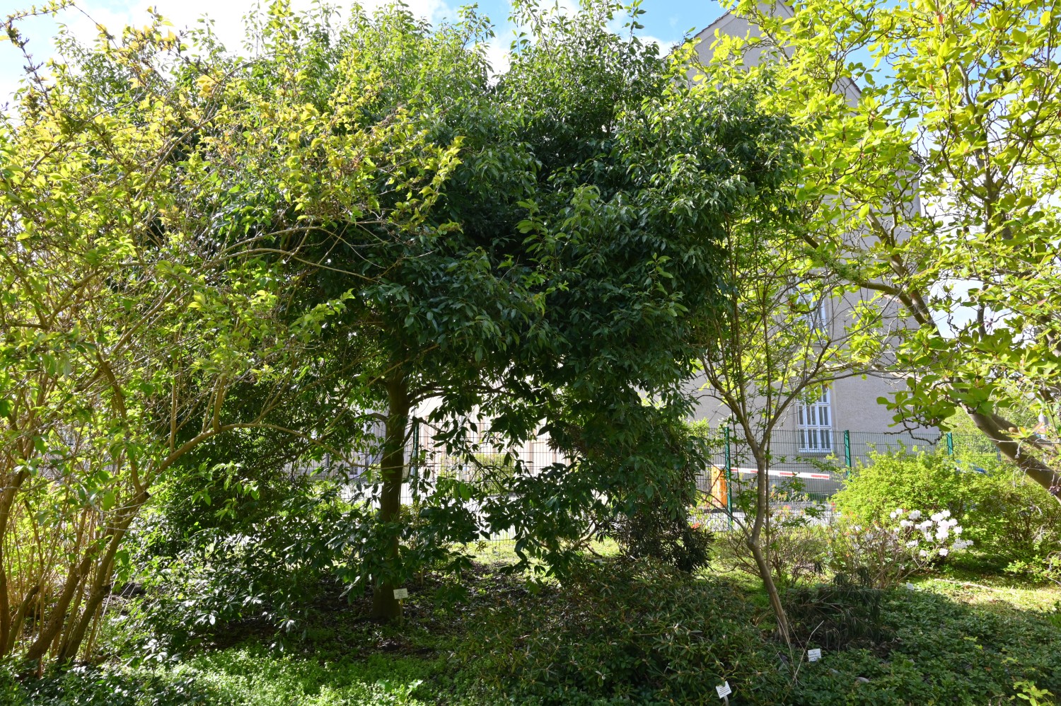 myrsinifolia Quercus