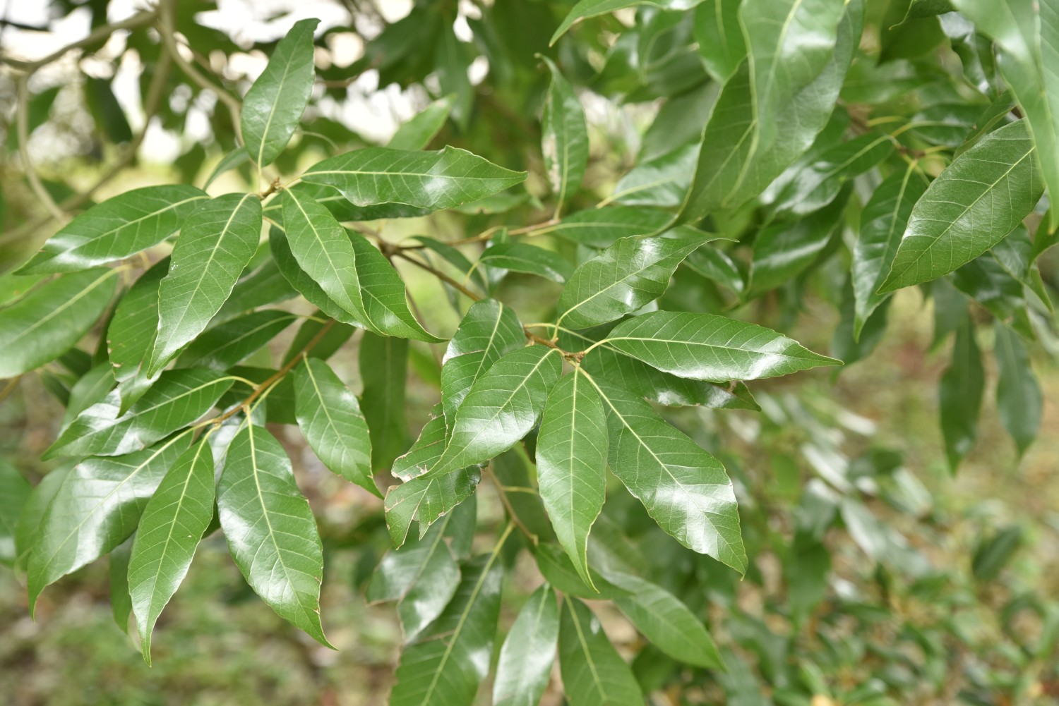 Quercus myrsinifolia - Arboretum Greifswald - April 2024