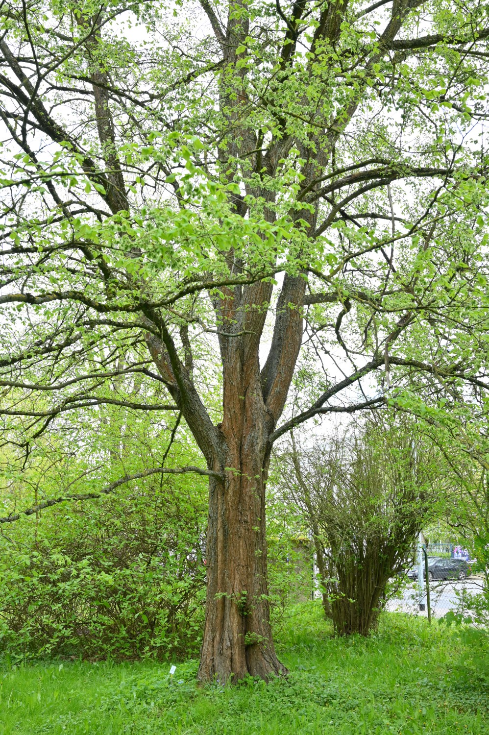 americana Ulmus