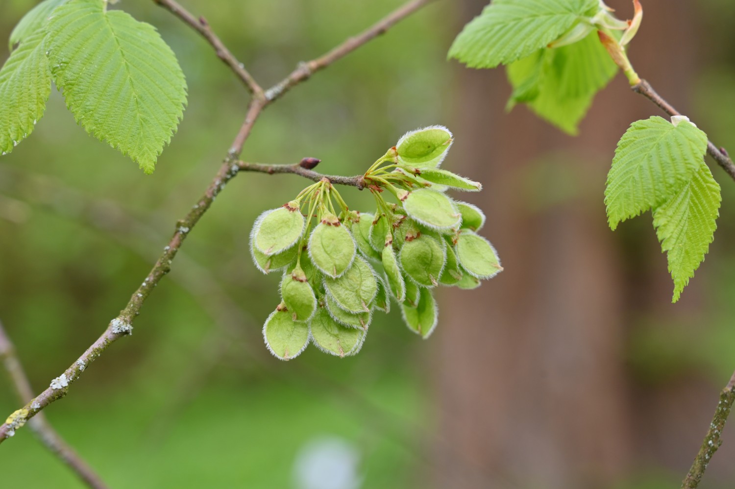Ulmus americana - Botanischer Garten Greifswald - April 2024