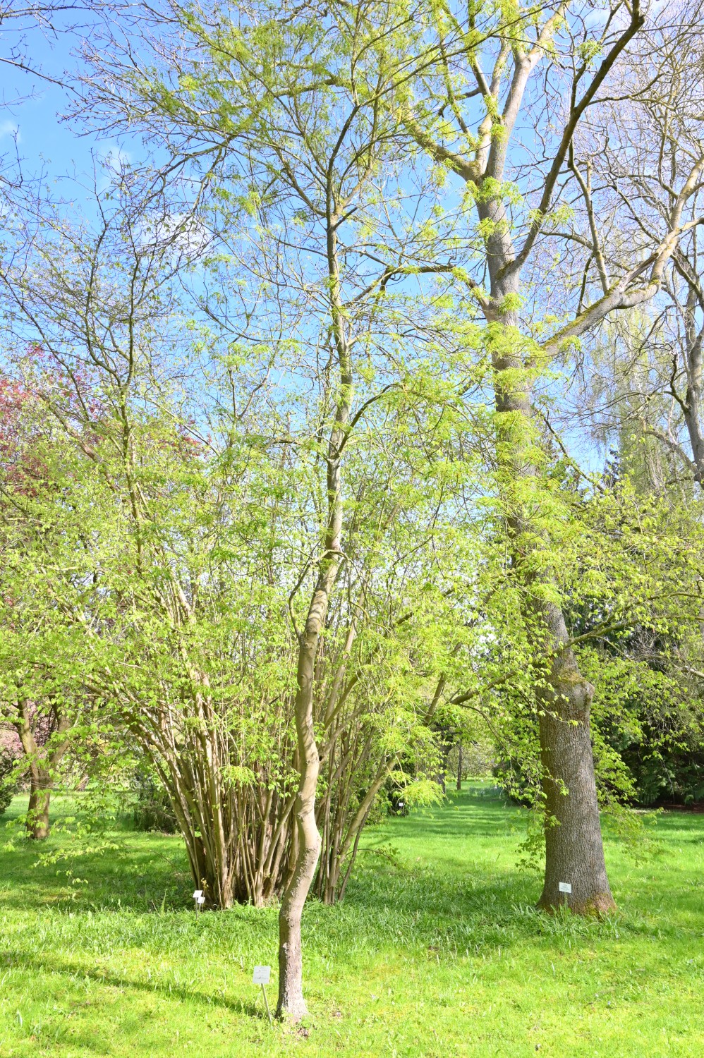 'Laciniata' Aesculus hippocastanum
