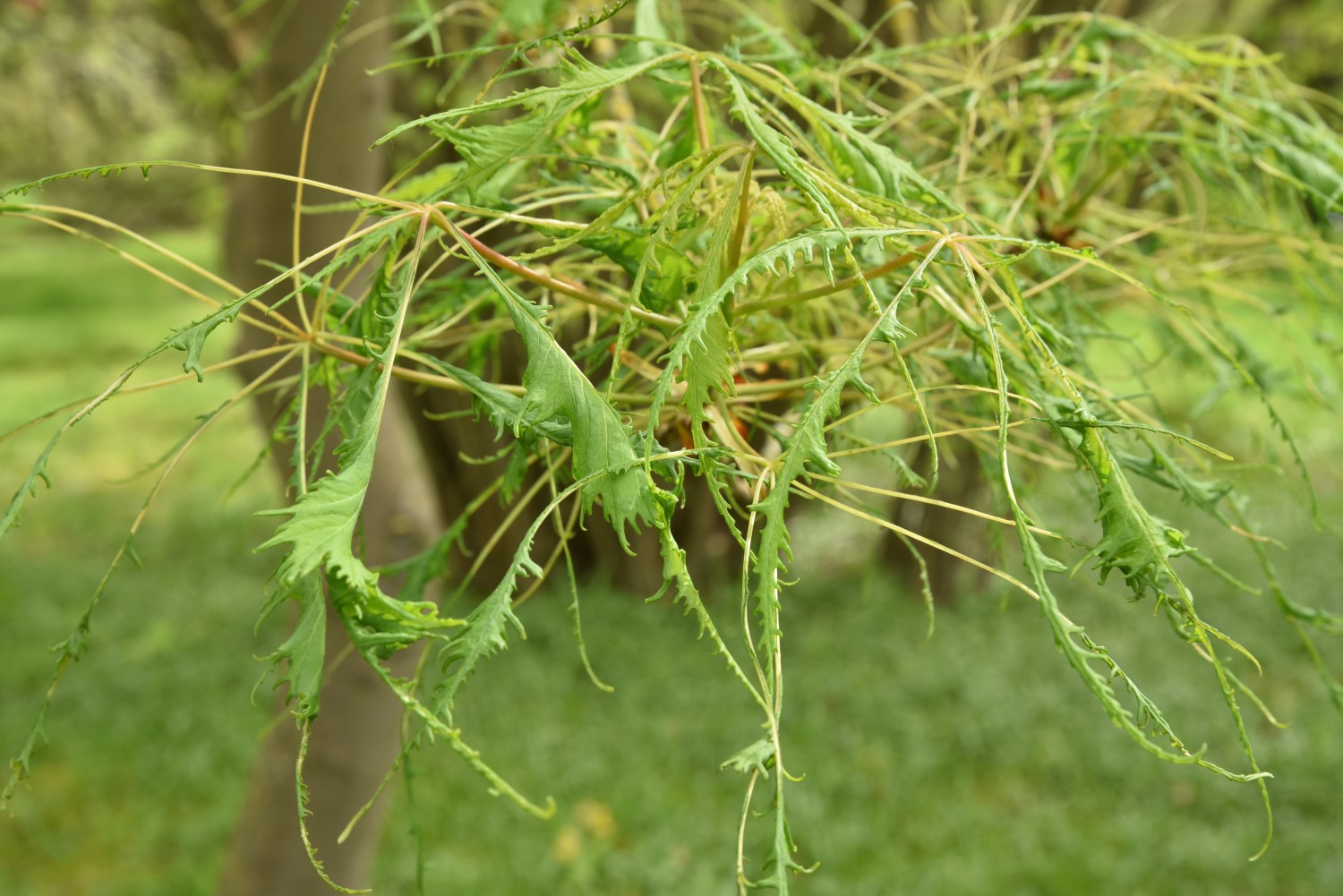 Aesculus hippocastanum 'Laciniata' - Arboretum Greifswald - April 2024