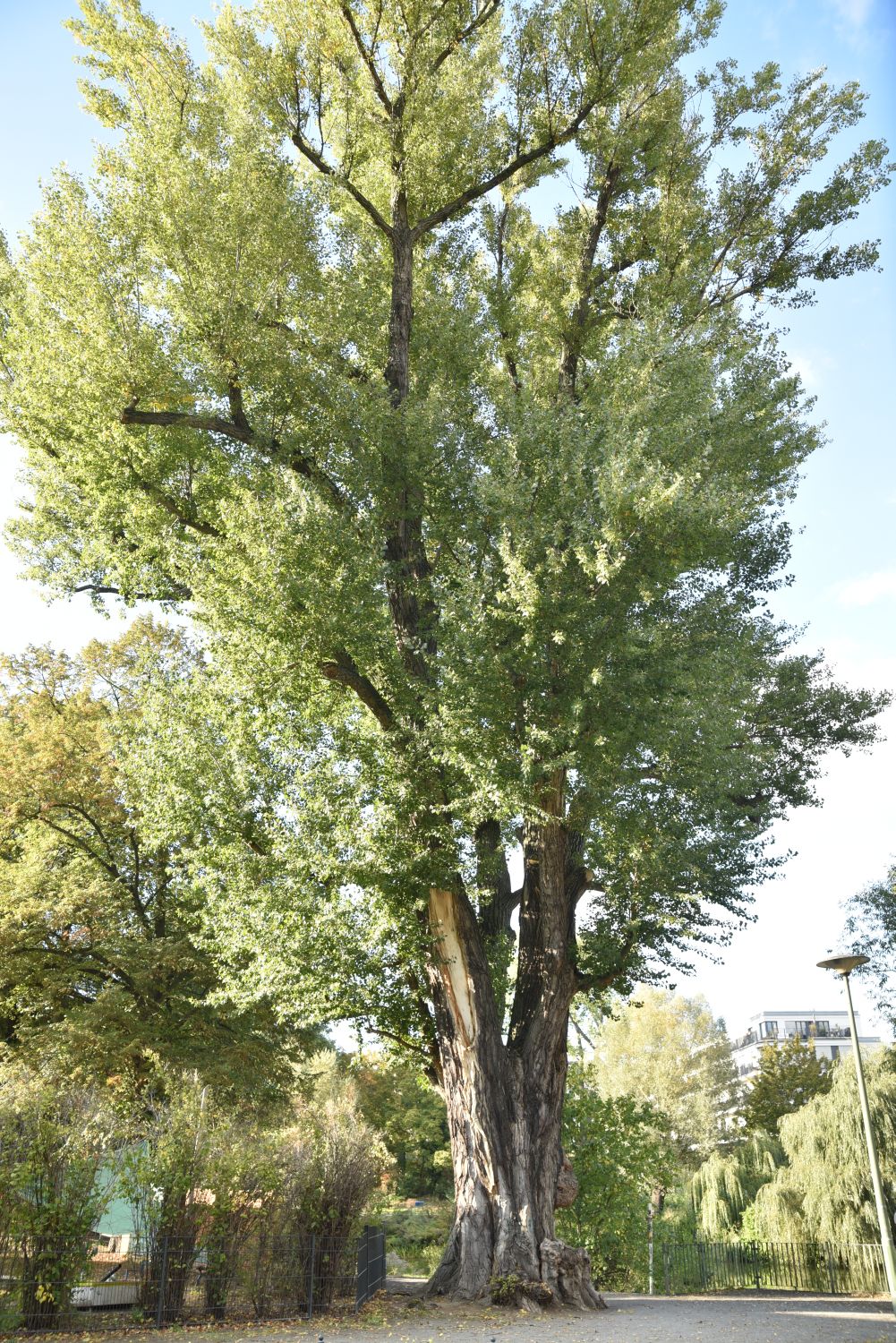 Populus nigra - Berlin Weißensee - 2019