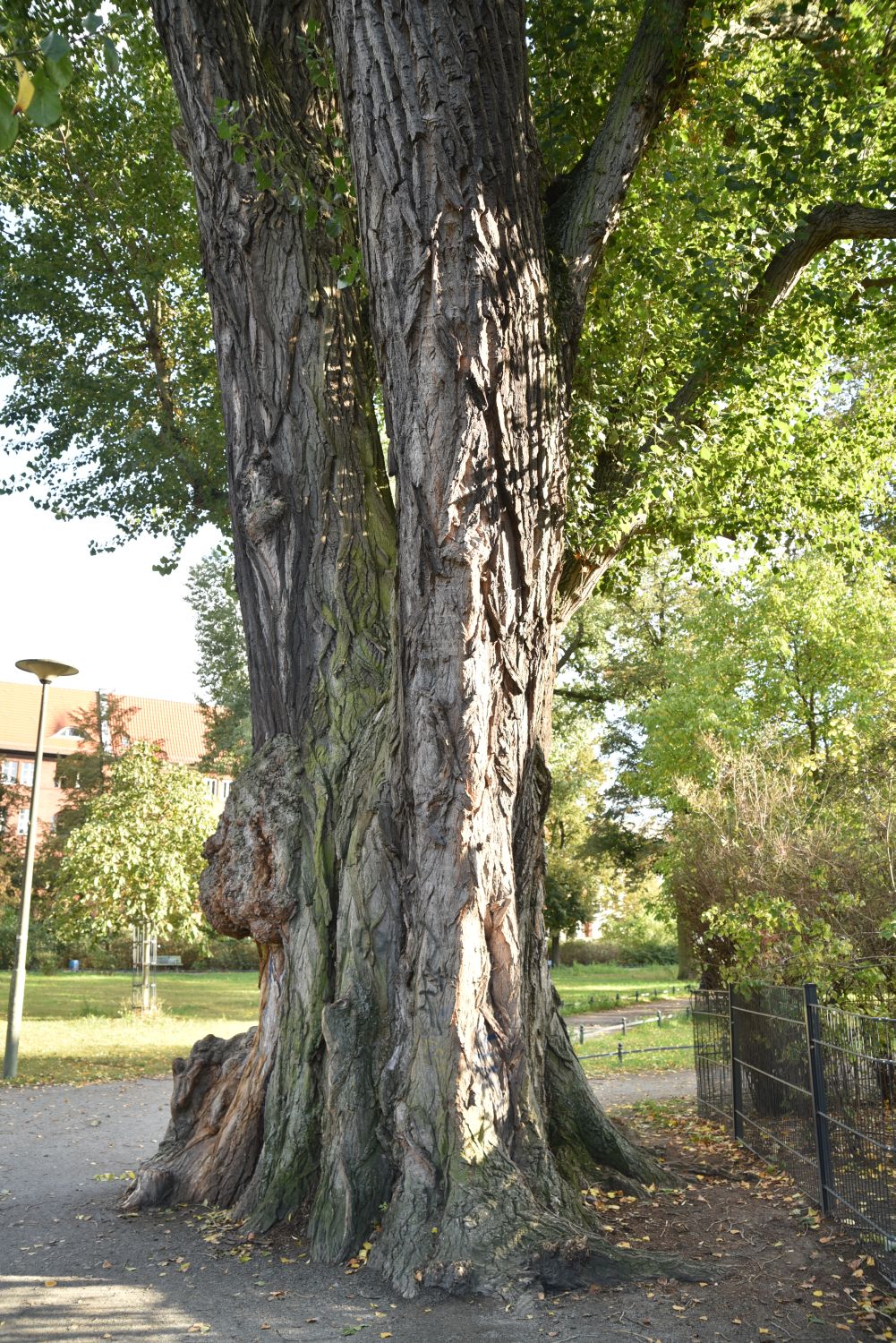 Populus nigra - Berlin Weißensee - 2019
