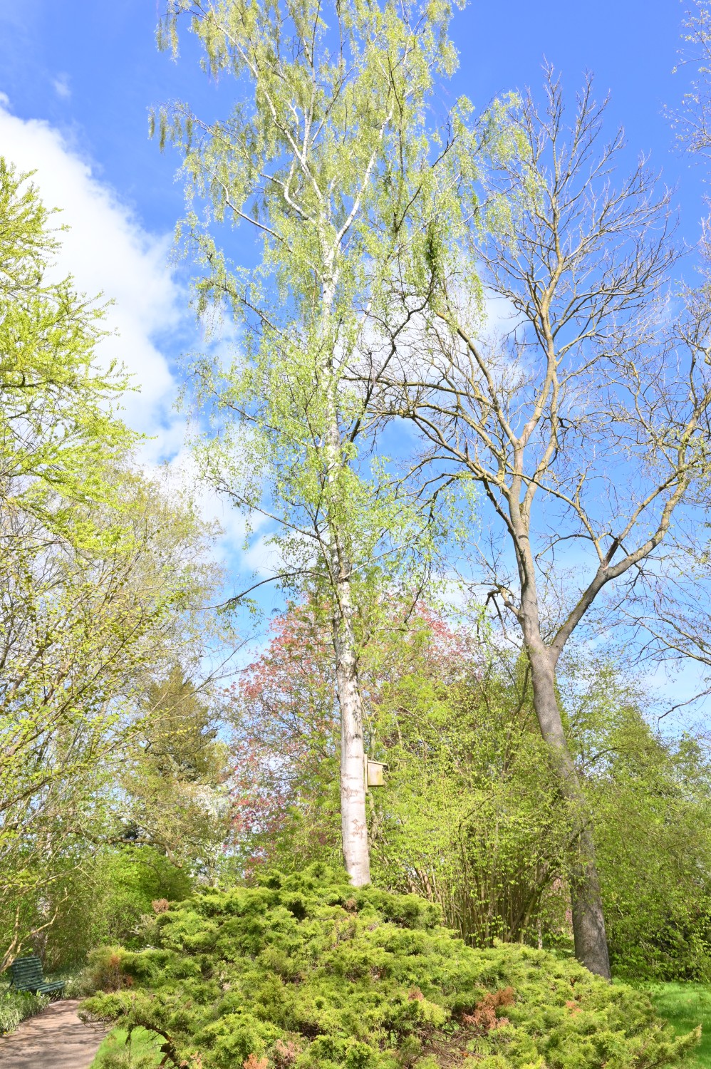 'Dalecarlica' Betula pendula