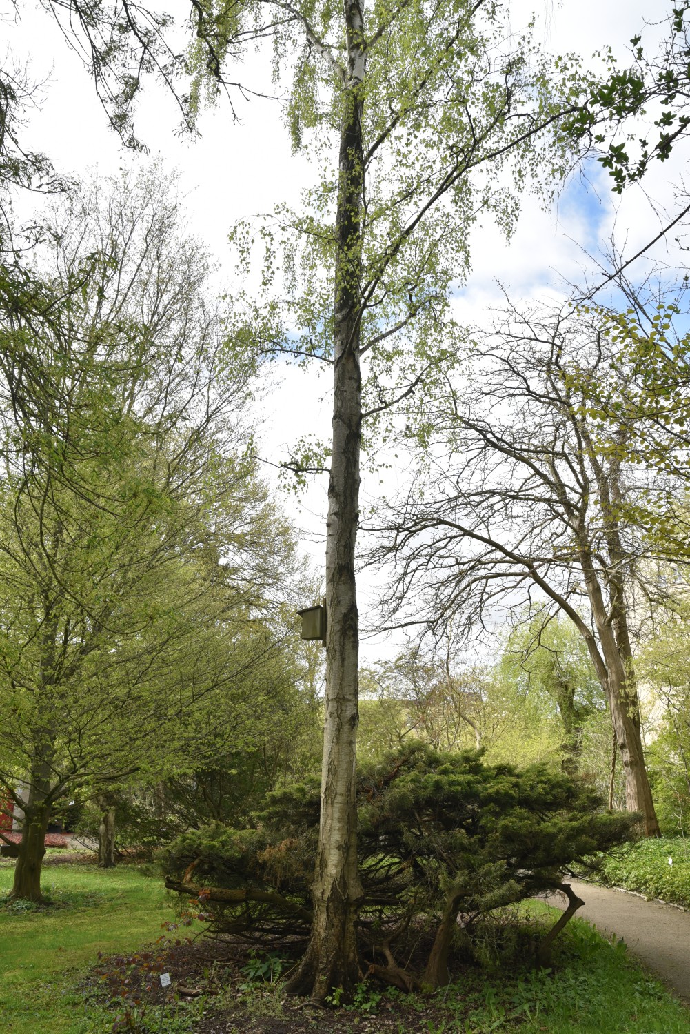 Betula pendula 'Dalecarlica' - Arboretum Greifswald - April 2024