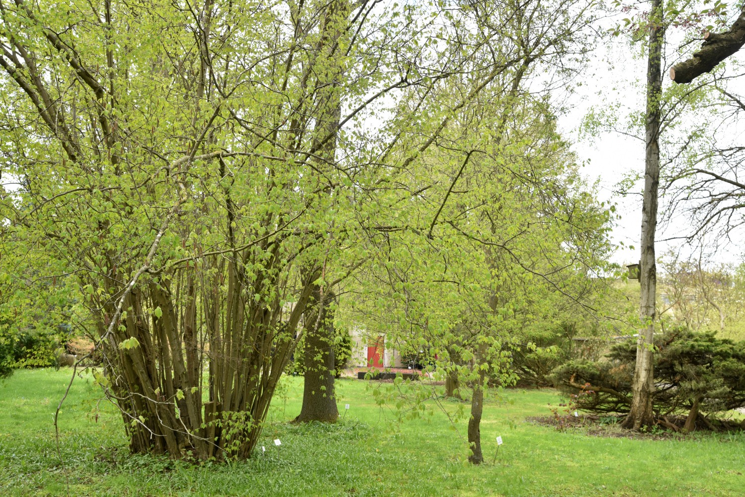 'Heterophylla' avellana Corylus