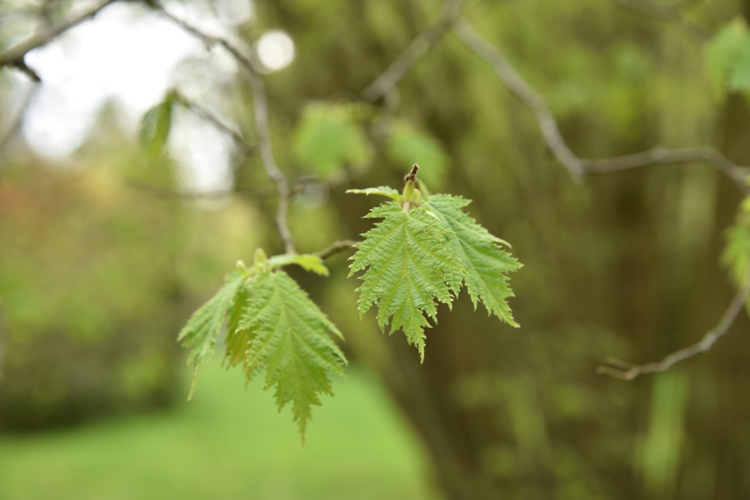 Corylus avellana 'Heterophylla' - Arboretum Greifswald - April 2024