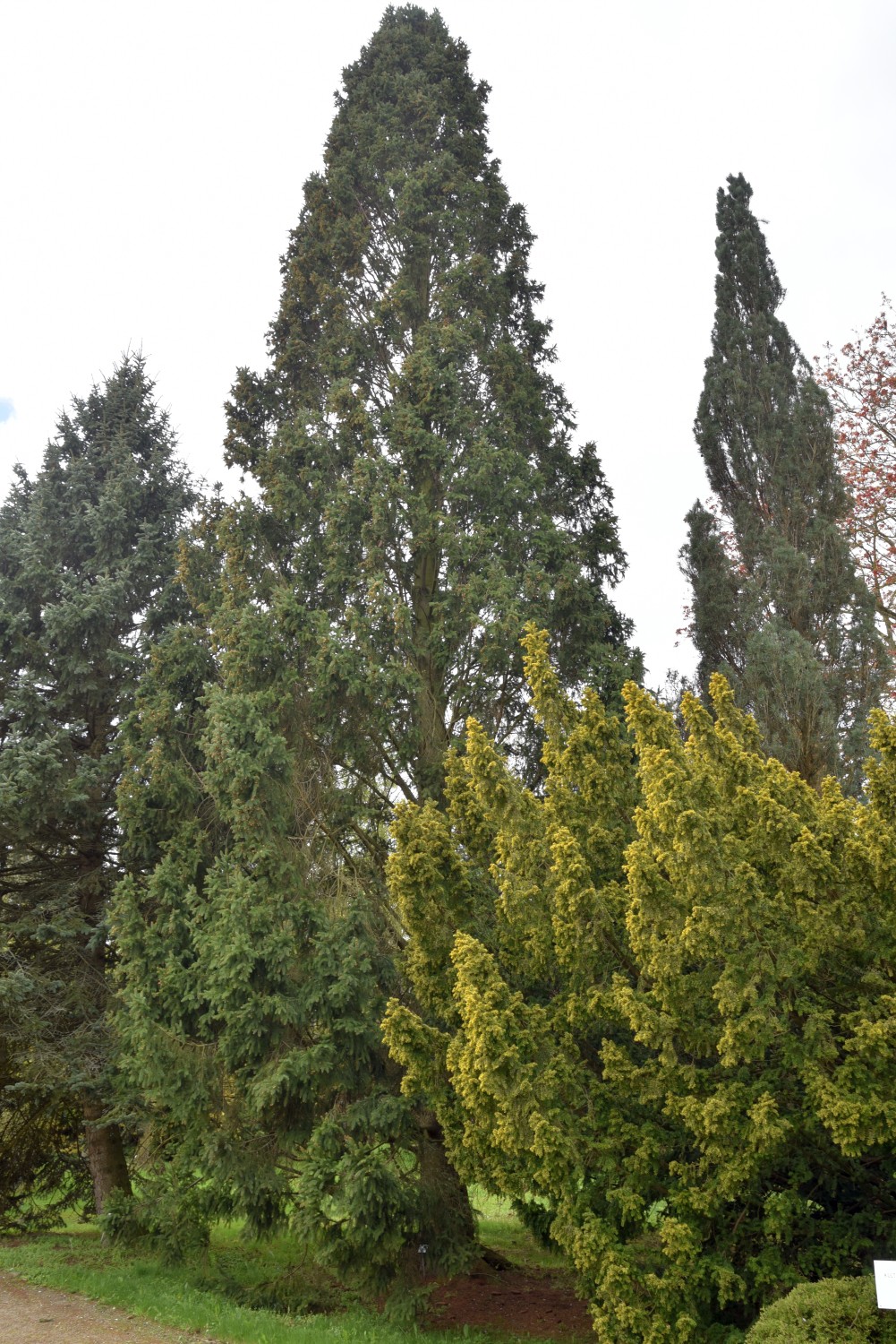 'Cupressina' abies Picea