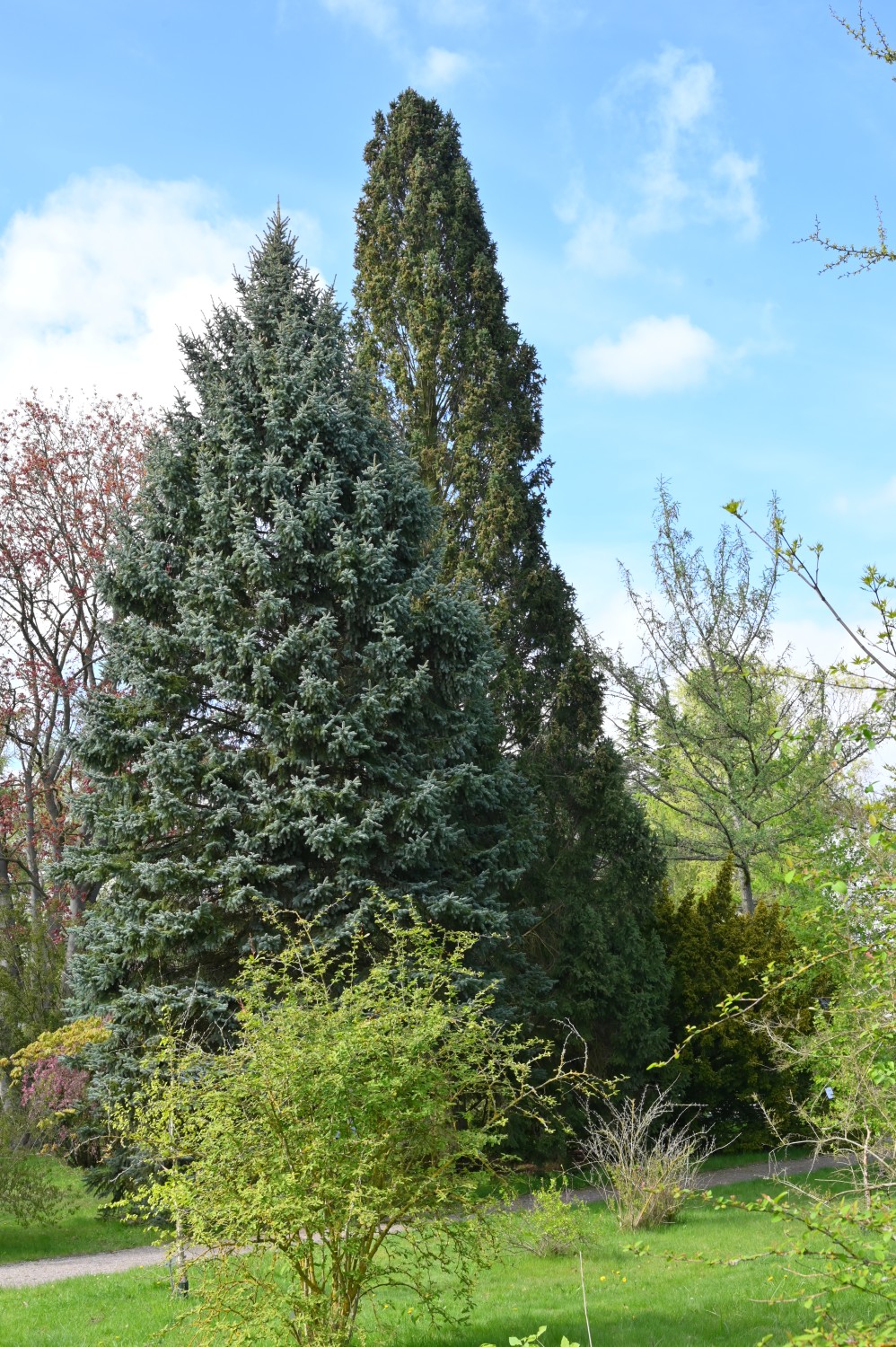 Picea abies 'Cupressina' - Arboretum Greifswald - April 2024