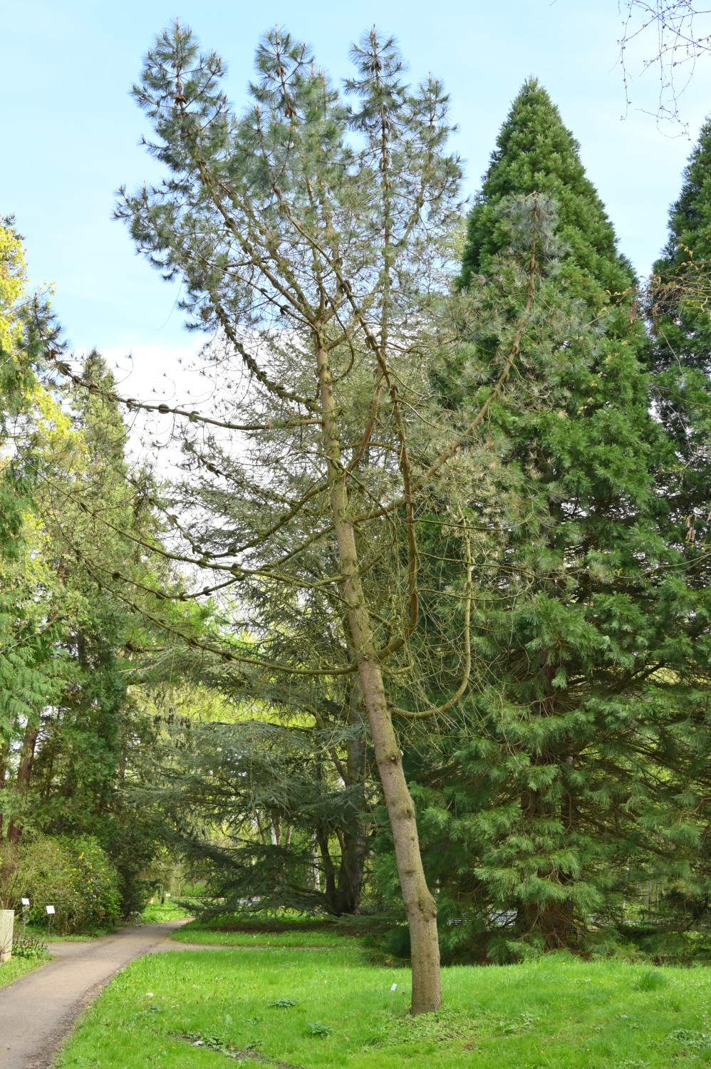 attenuata Pinus