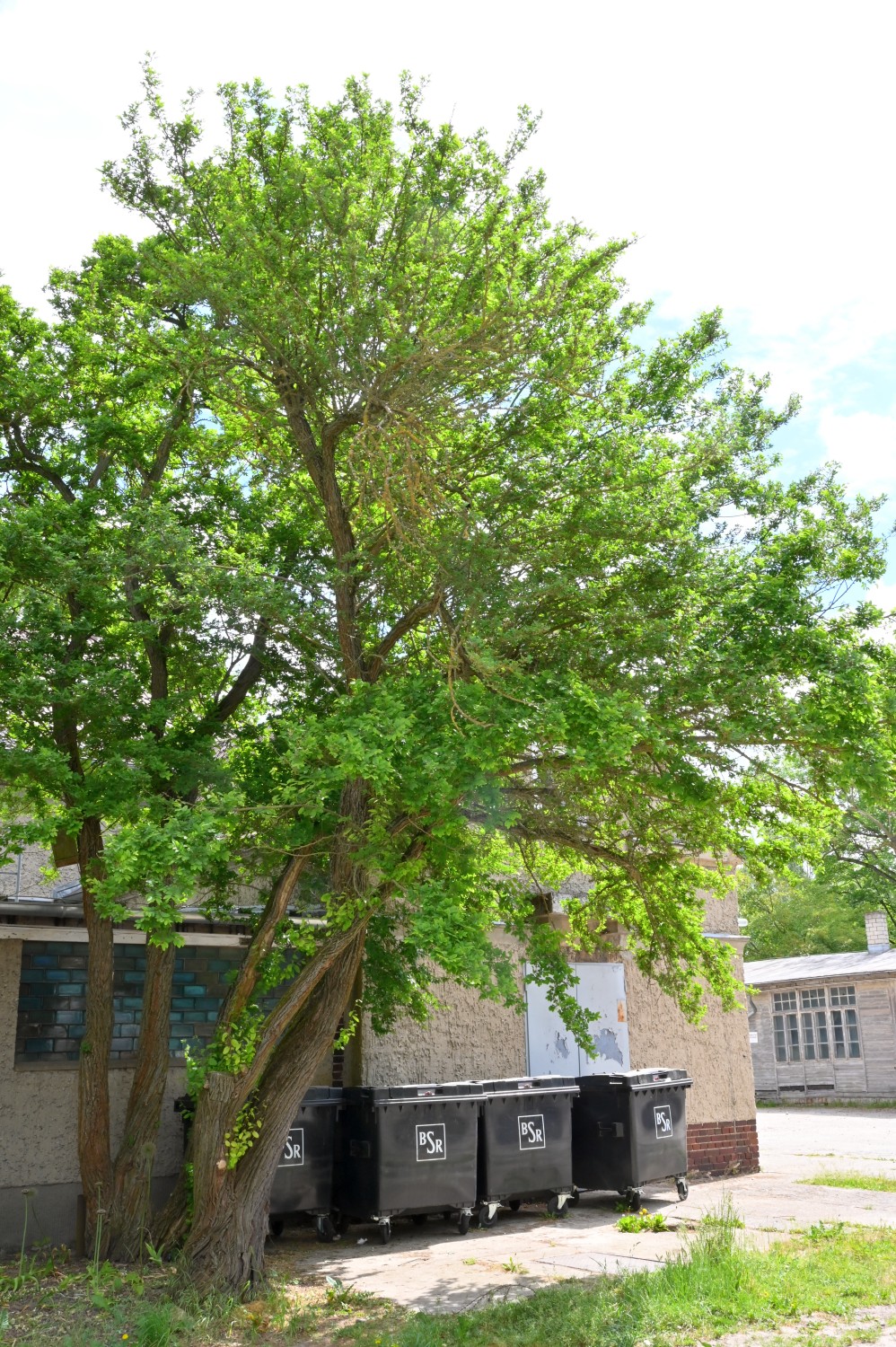 davidii Hemiptelea