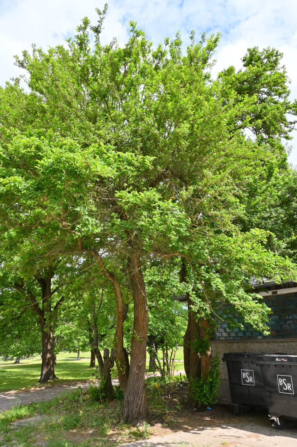 Dornulme - Volkspark Blankenfelde, Berlin - Mai 2024