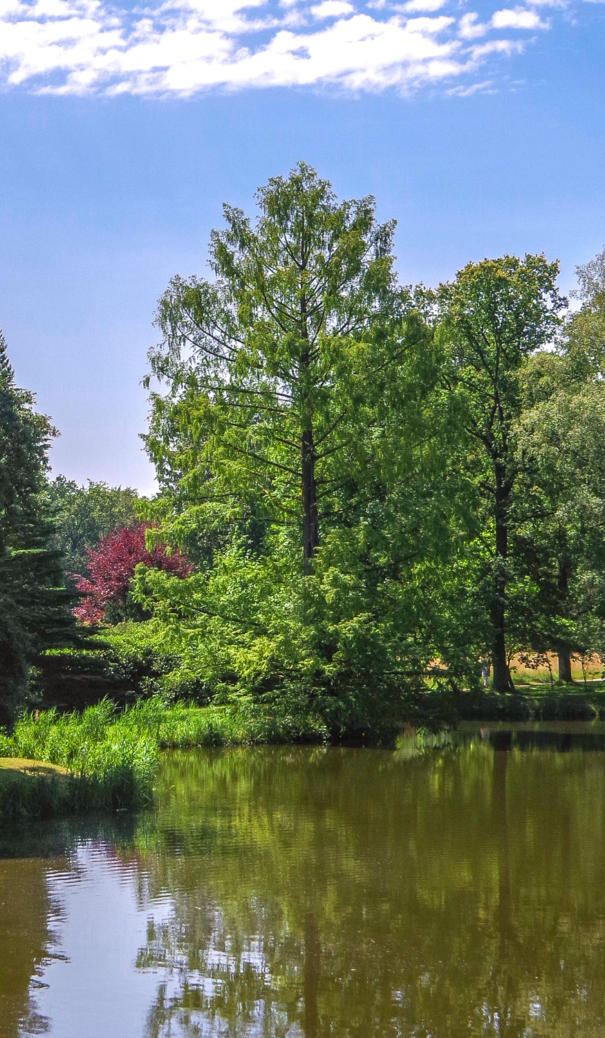 Metasequoia glyptostroboides - Wiesenburg - Juni 2024