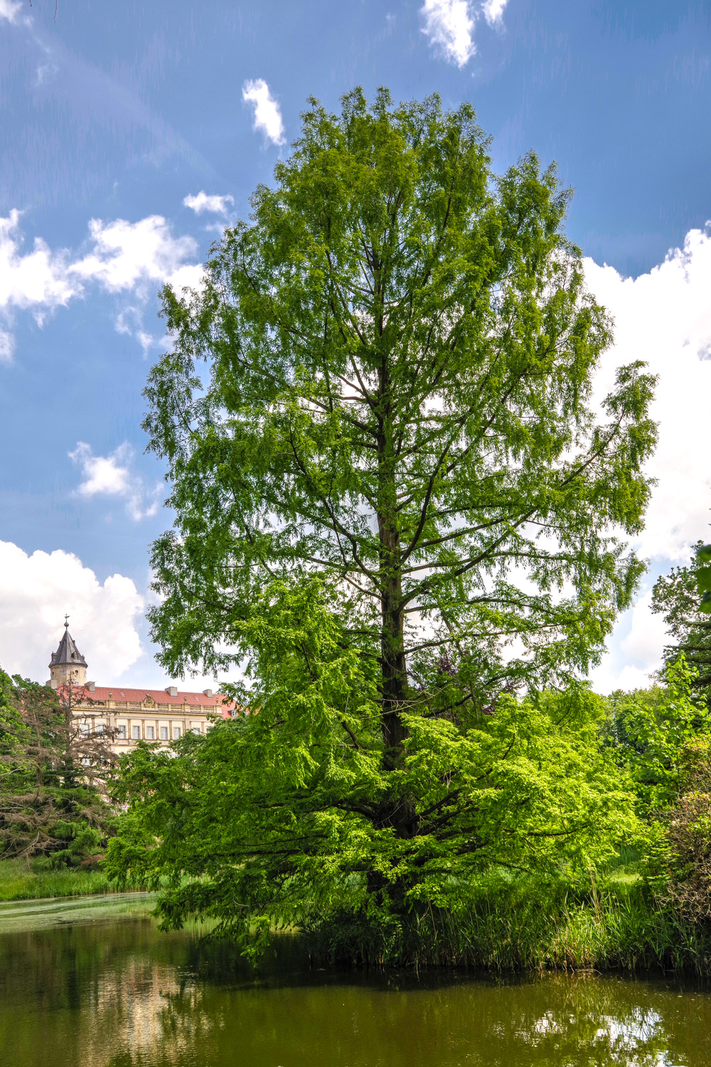 Metasequoia glyptostroboides - Wiesenburg - Juni 2024