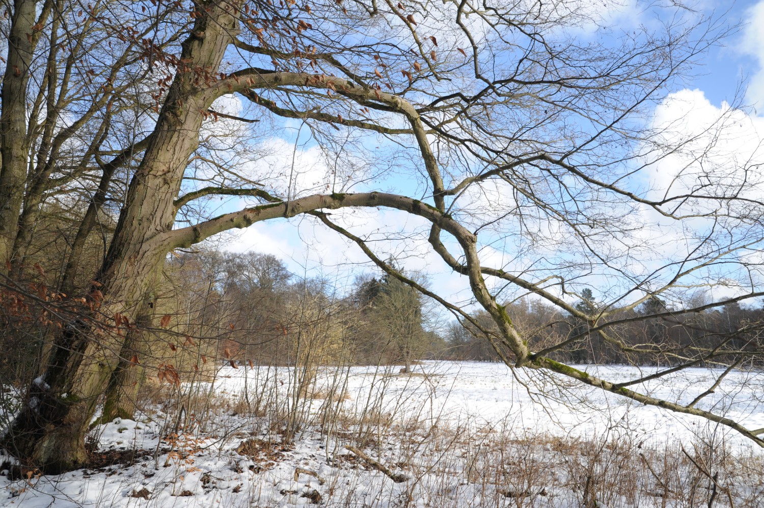 Alnus incana - Wiesenburg - Februar 2015