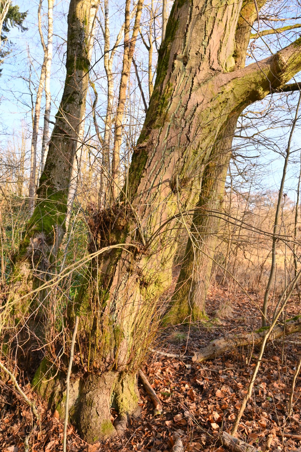 Alnus incana - Wiesenburg - Februar 2022