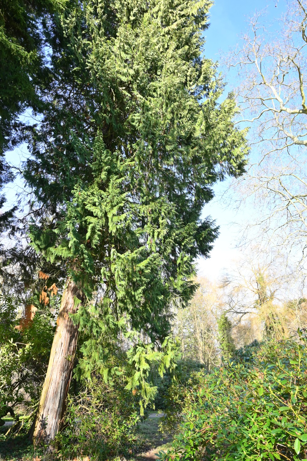 Cupressus nootkatensis