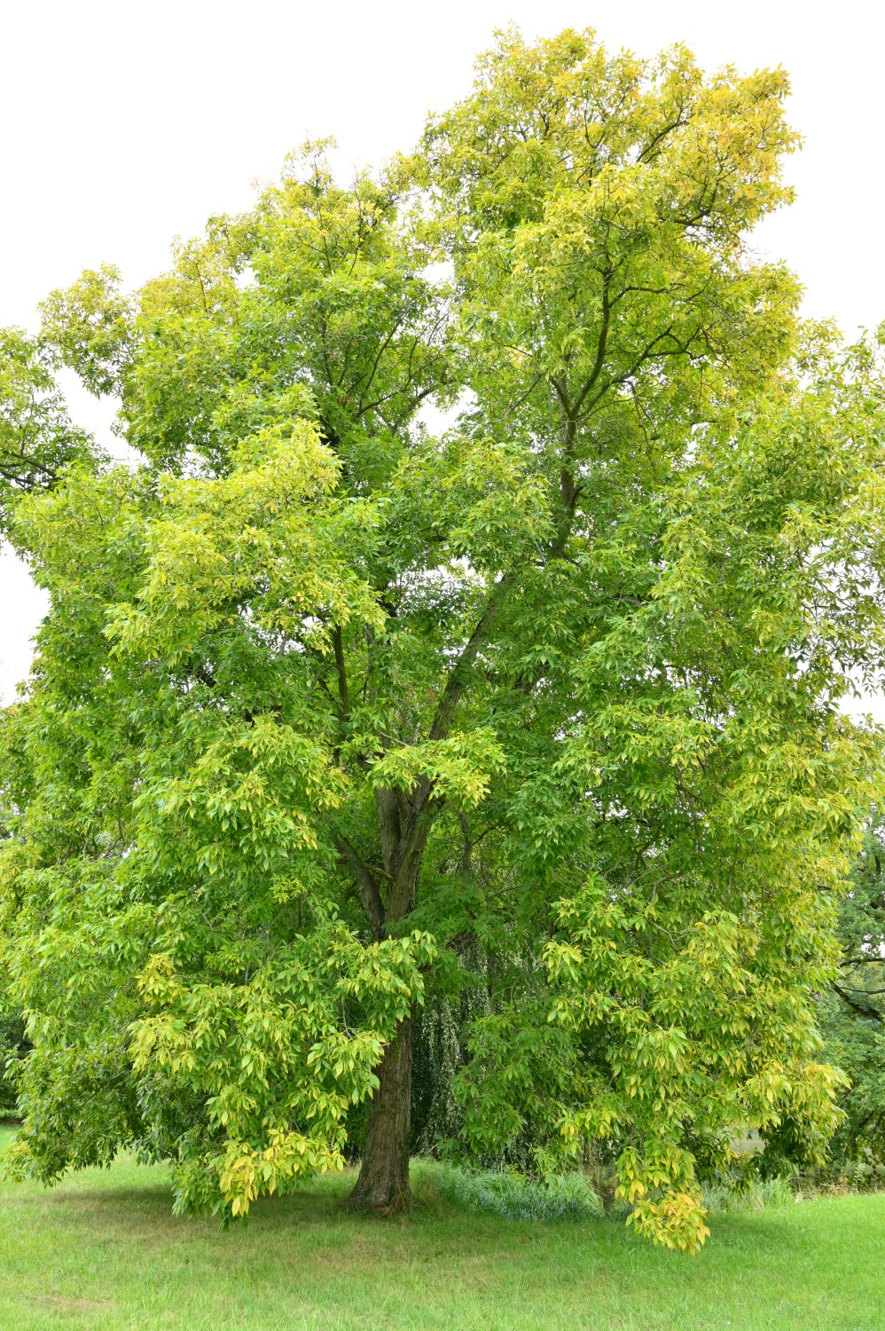 Carya ovata