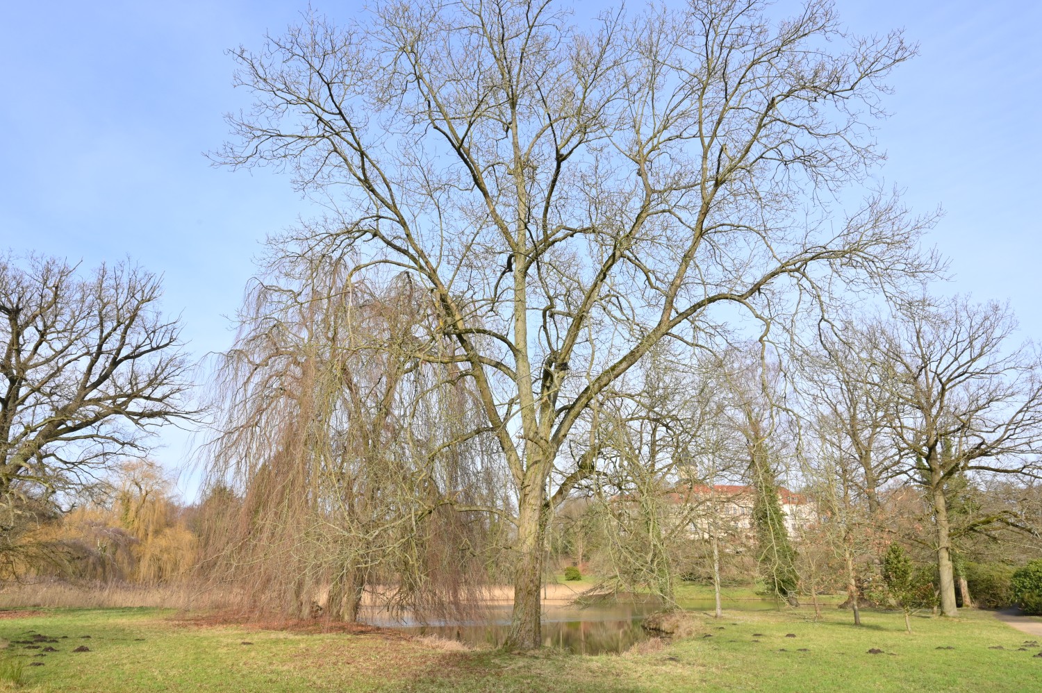 Carya ovata - Wiesenburg - Februar 2022