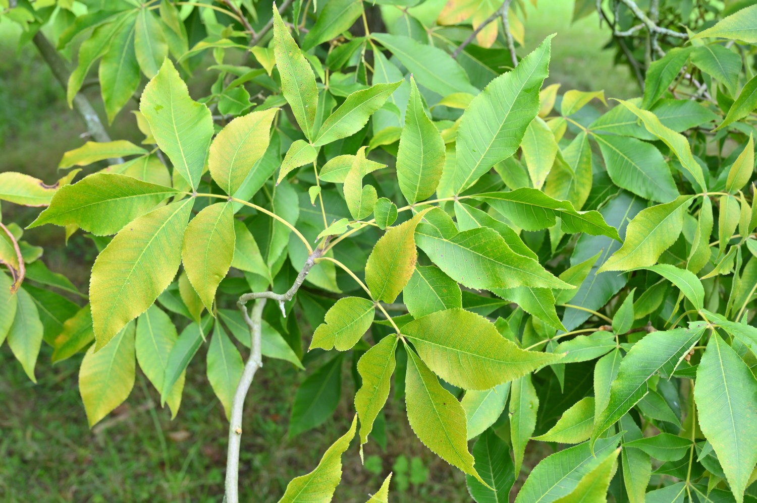 Carya ovata - Wiesenburg