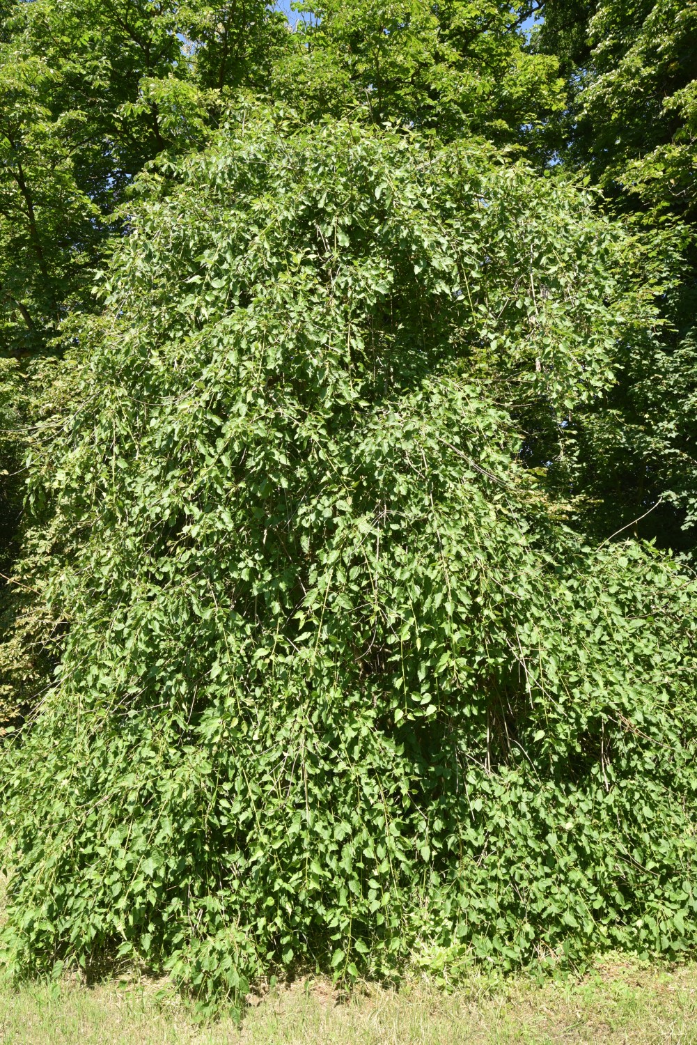 'Heterophylla Pendula' excelsior Fraxinus