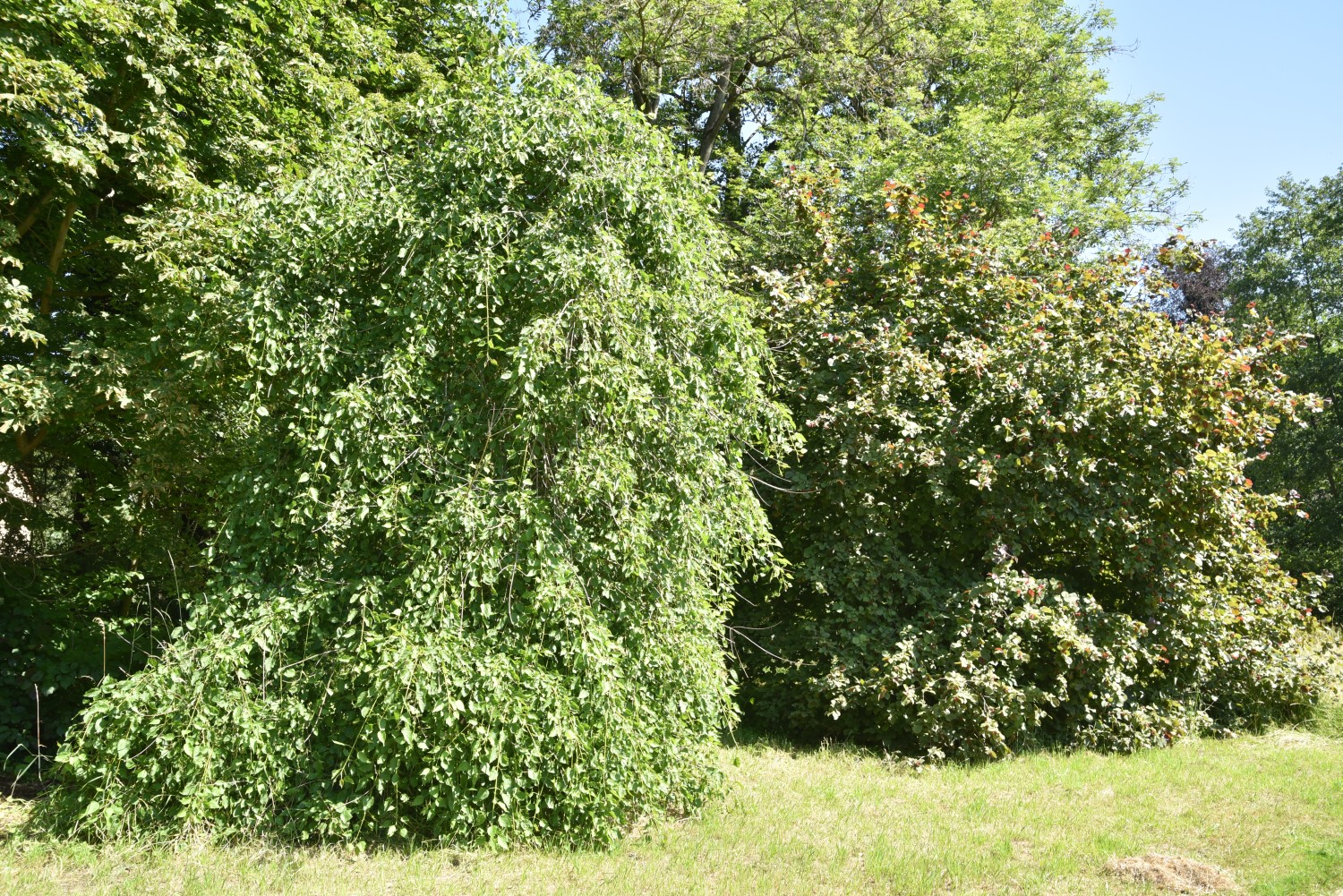 Fraxinus excelsior 'Heterophylla Pendula' - Wiesenburg - Juni 2019