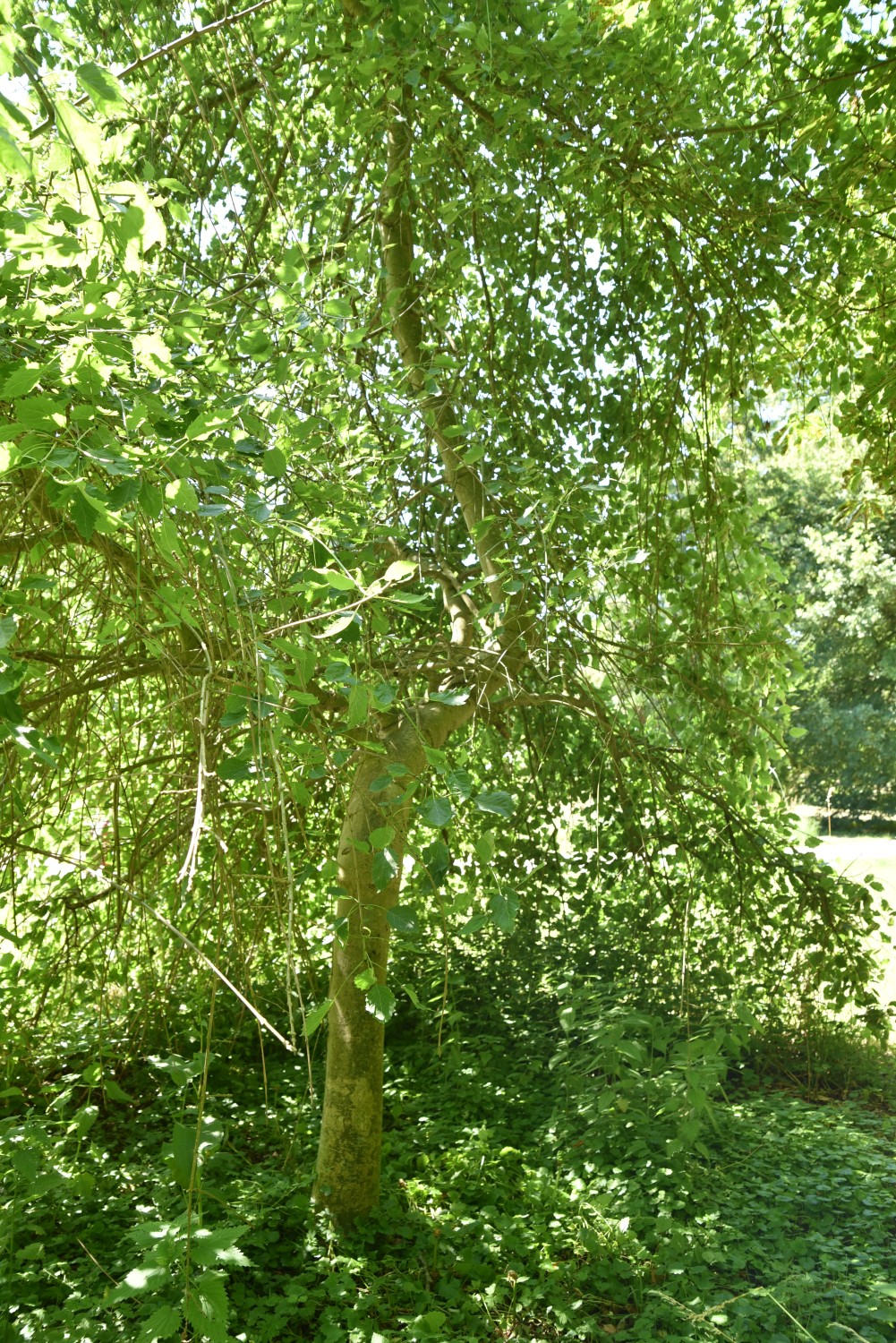Fraxinus excelsior 'Heterophylla Pendula' - Wiesenburg - Juni 2019
