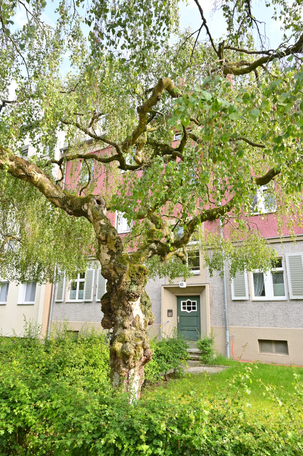 Betula pendula 'Youngii' - Berlin-Reinickendorf - Mai 2020