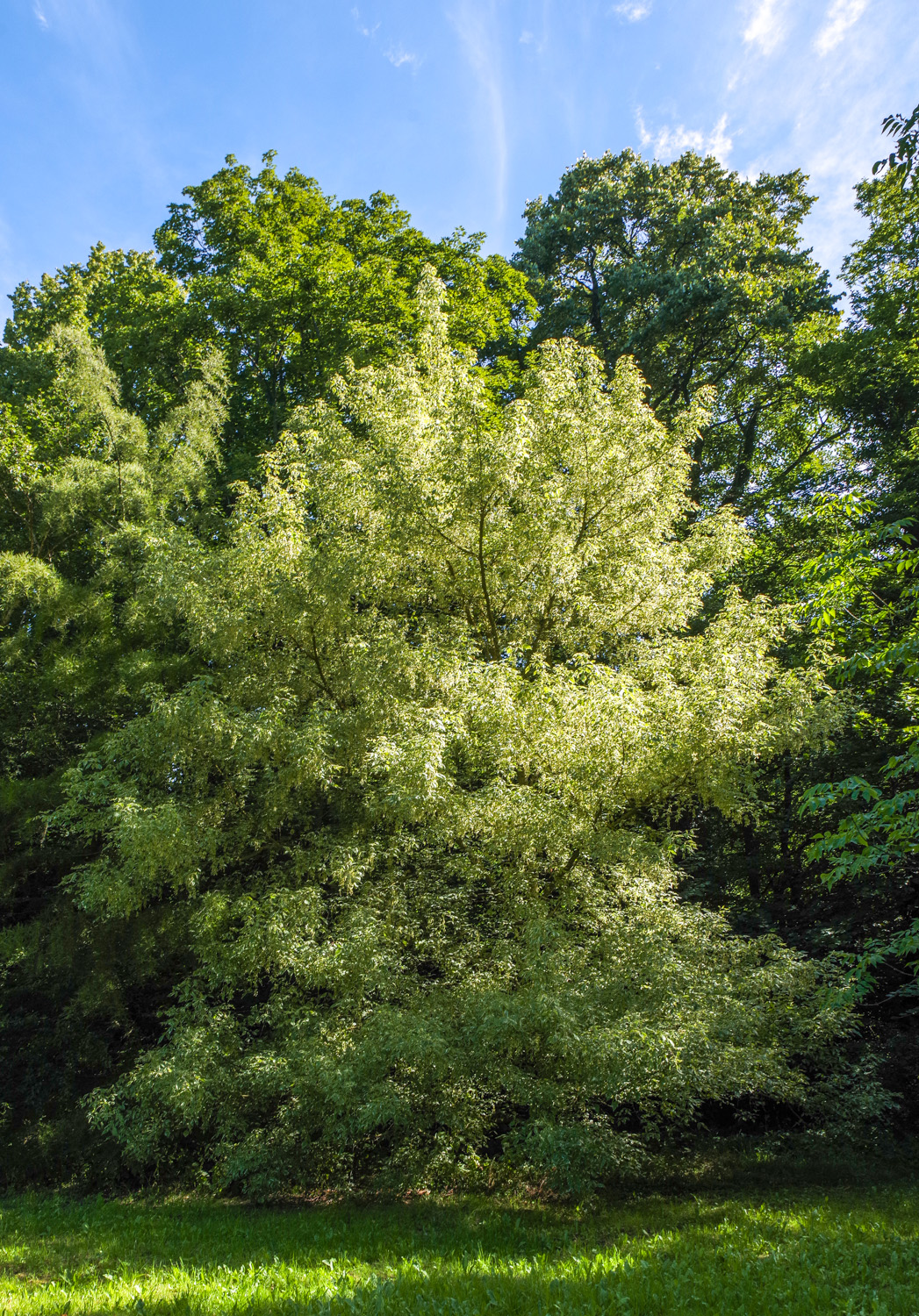 'Variegatum' Acer negundo