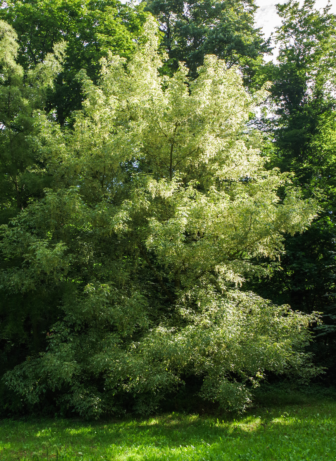 Acer negundo 'Variegatum' - Wiesenburg - Juli 2024