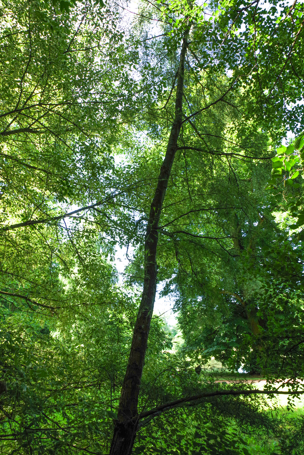 'Imperialis' Alnus glutinosa