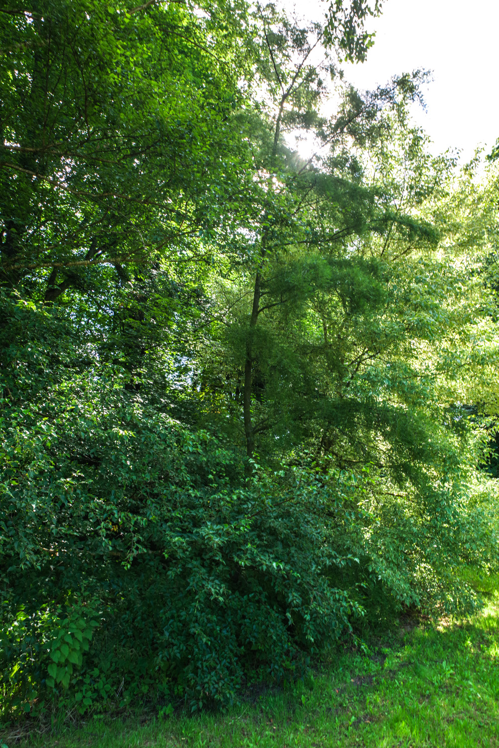 Alnus glutinosa 'Imperialis' - Wiesenburg - Juli 2024