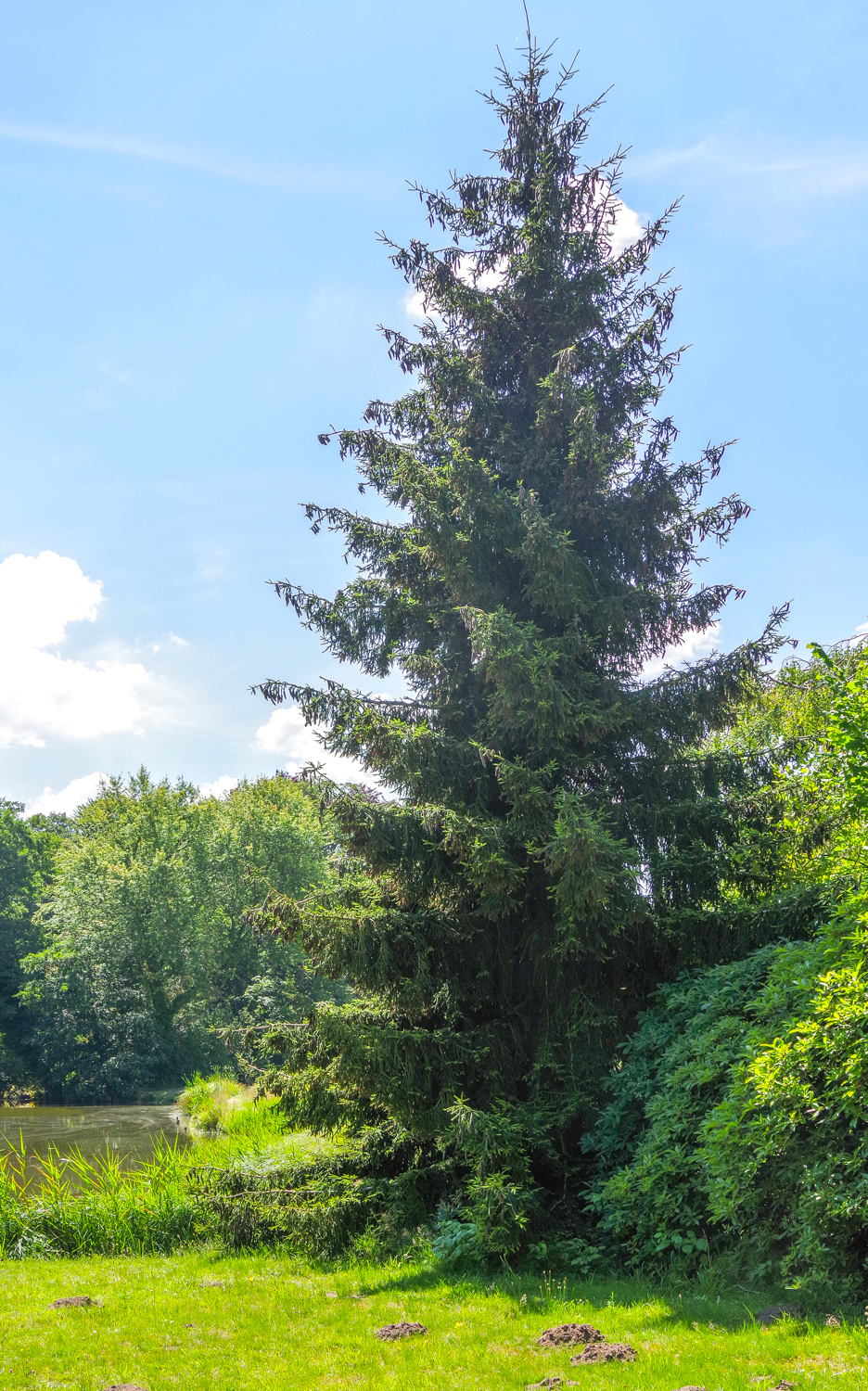 'Aurea' orientalis Picea
