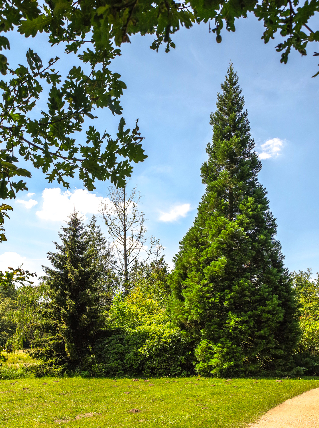 Picea orientalis 'Aurea' - Wiesenburg - Juli 2024