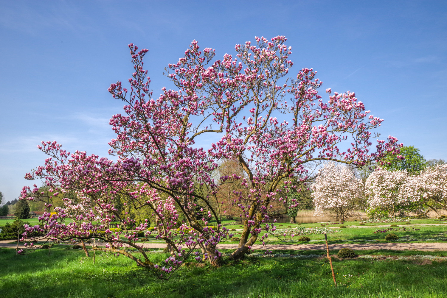 'Alexandrina' × soulangeana Magnolia