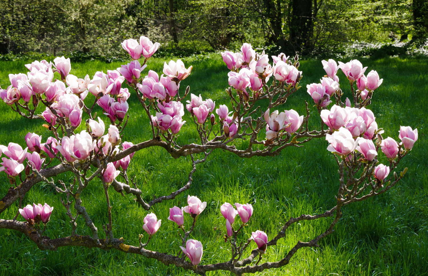 Magnolia × soulangeana 'Alexandrina' - Wiesenburg - April 2018